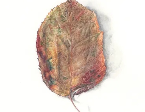 Gallery of Drawing by GiacoMina Ferrillo-Italy
