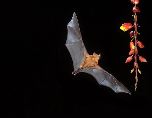 costa rica jim zuckerman
