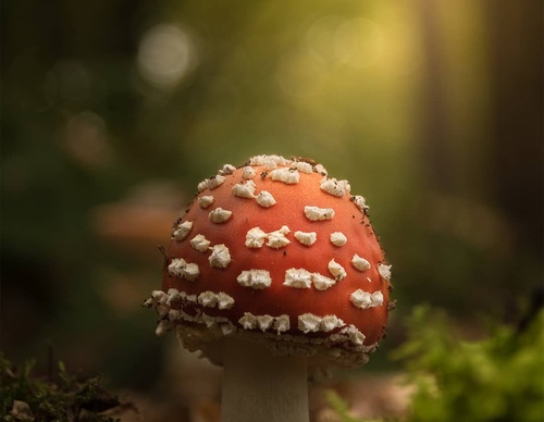 Galería de fotografía de Gijs de Reijke - Holanda