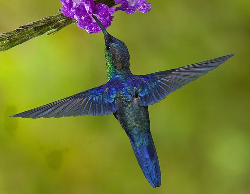 costa rica jim zuckerman