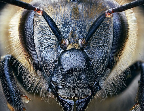 Gallery Of Creative Photography Of Animals By Tim Flach - Uk