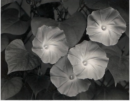 Gallery Of Photography By Ansel Adams - USA