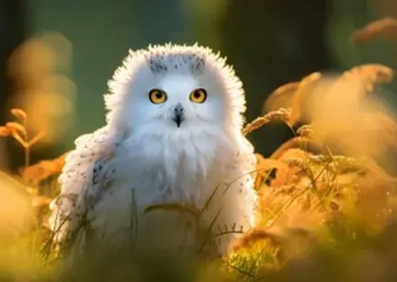 Tipos de fotografia que você deve conhecer 2