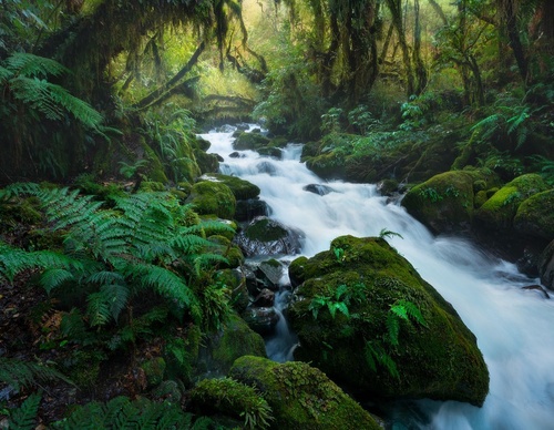 Galeria de fotografias de William Patino - Nova Zelândia