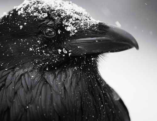 Galeria de Fotografia de Isaac Spotts - EUA