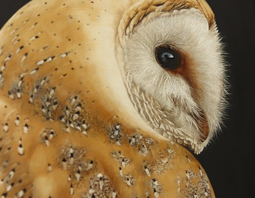 Galería de pintura realista de Annie Drew - Reino Unido