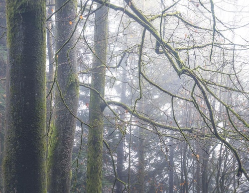 Galería de fotografías de Pujan Shadlau - Austria