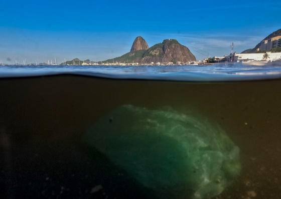 As melhores fotos da semana na América Latina