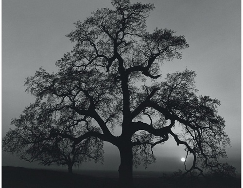 Gallery Of Photography By Ansel Adams - USA