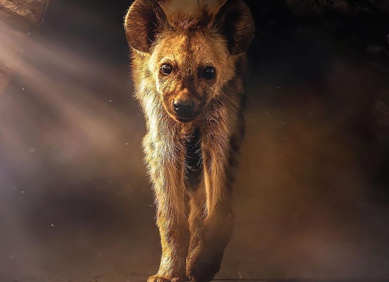 Evgeny Gammer