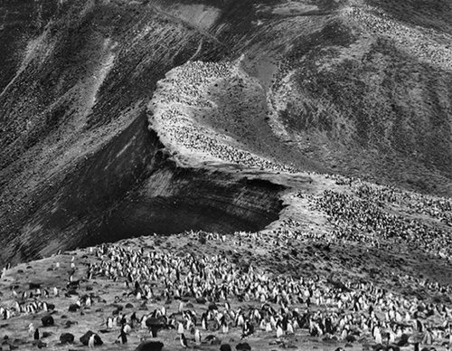 Galeria de Fotografia de Sebastião Salgado-Brasil
