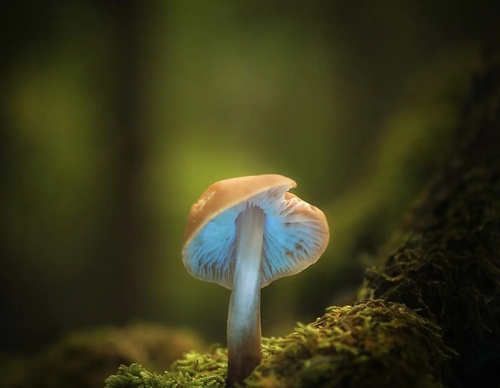 Galería de Fotografía de Luis Salazar-Espania