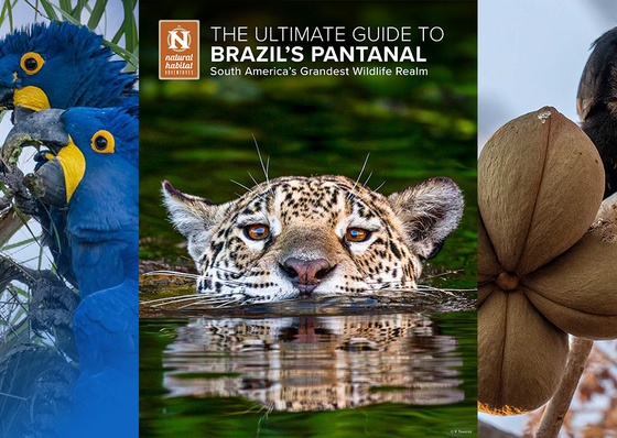 Brazil's Pantanal: South America's Grandest Wildlife Realm