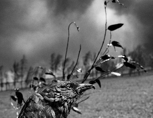 Galeria de Fotografia de Sebastião Salgado-Brasil