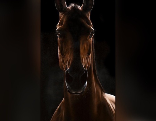 Gallery Of Realistic Painting By Tubiana Marion-France