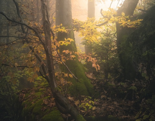 Galería de fotografías de Pujan Shadlau - Austria