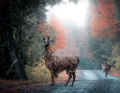 Gallery Of Photography By Jaime Garcés - Chile