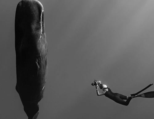Gallery of Photography by Paul Nicklen - Canada