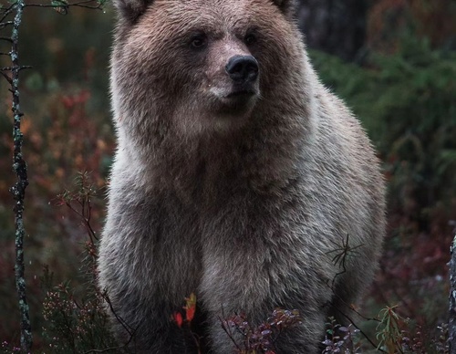 Gallery Of Photography By Elias Kalliola - USA