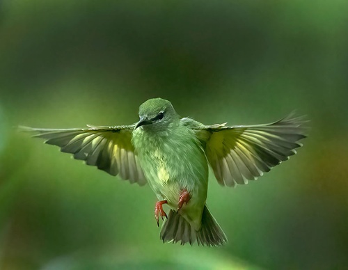 costa rica jim zuckerman