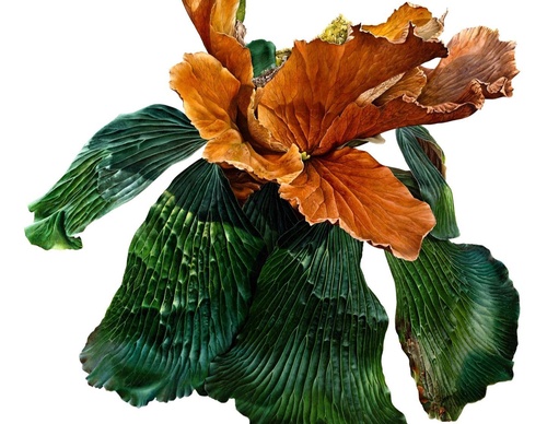Gallery Of Visual Art By Carlo Batistella - Brazil