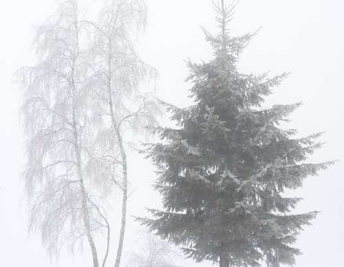 Galería de fotografías de Pujan Shadlau - Austria
