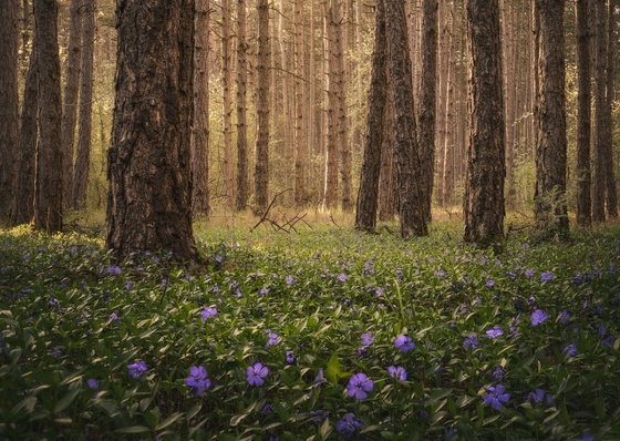 Gallery of photography by Pujan Shadlau - Austria