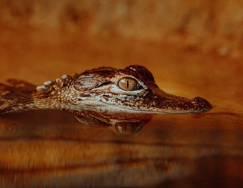 Gallery Of Photography By Chris Henry - USA