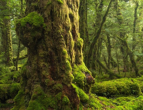 Galeria de fotografias de William Patino - Nova Zelândia