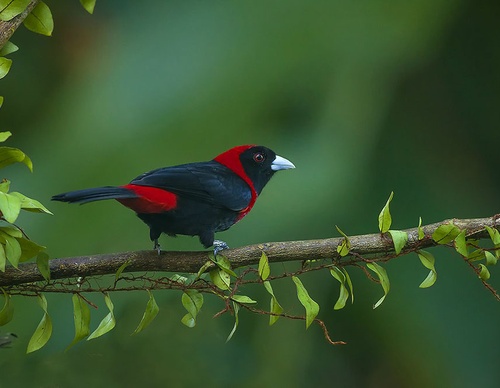 costa rica jim zuckerman