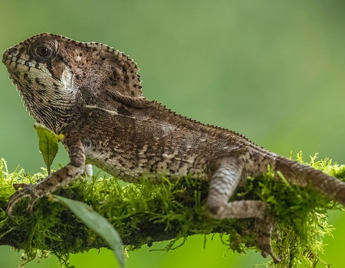 costa rica jim zuckerman