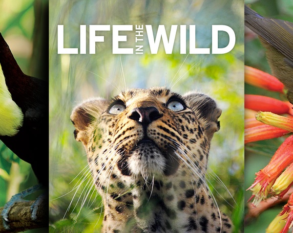 DK | LIFE IN THE WILD