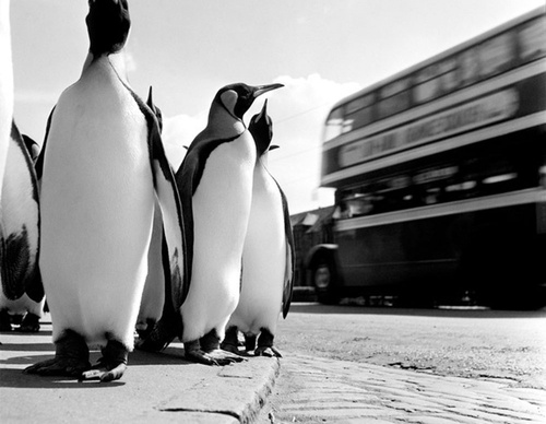 werner bischof