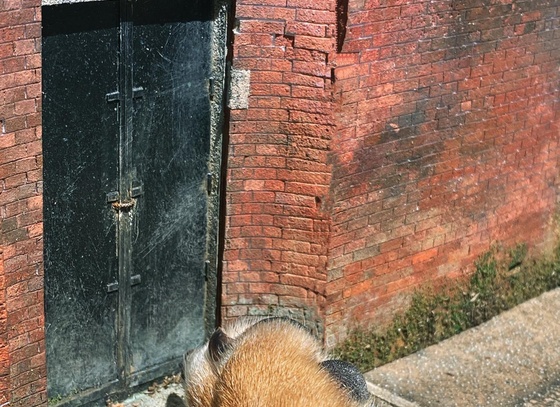 raphael truffi bortholuzzi brazil