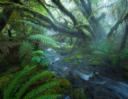 Galeria de fotografias de William Patino - Nova Zelândia