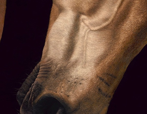 Galería de pintura realista de Annie Drew - Reino Unido