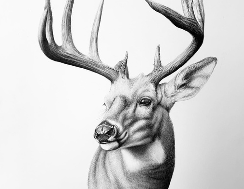 Gallery Of Realistic Painting By Cole McNair - USA