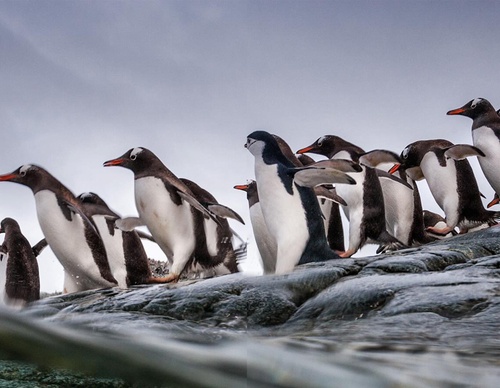 Gallery of Photography by Paul Nicklen - Canada