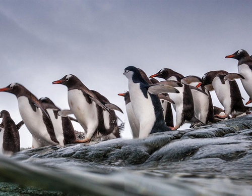 Galeria de Fotografia de Paul Nicklen - Canadá