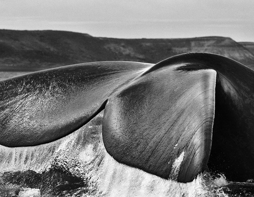 Galeria de Fotografia de Sebastião Salgado-Brasil