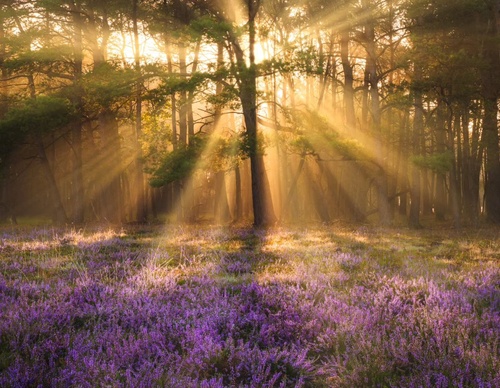 Gallery Of Photography By Albert Dros - Netherland
