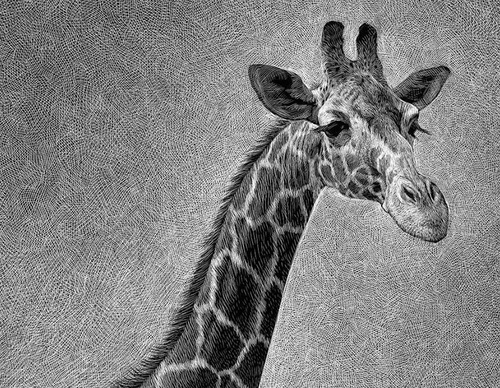 Gallery of Illustration by Ricardo Martinez-Chile