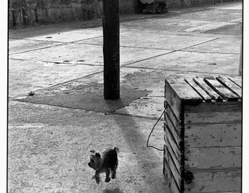 elliott erwitt