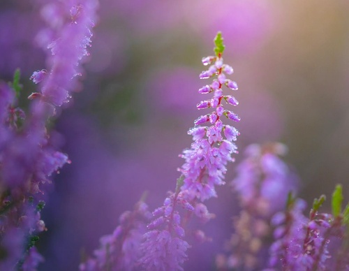 Gallery Of Photography By Albert Dros - Netherland