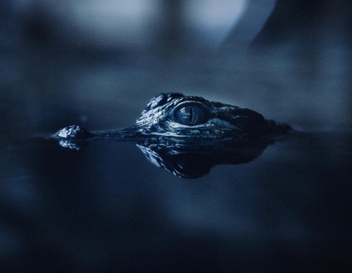 Gallery Of Photography By Chris Henry - USA