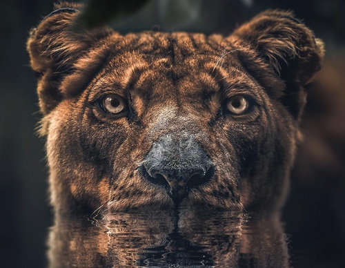 Galería de fotografías de Evgeny Gammer - Rusia
