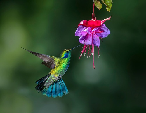 costa rica jim zuckerman