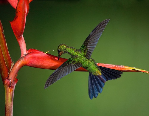 costa rica jim zuckerman