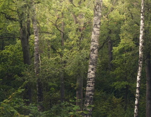 Galería de fotografías de Pujan Shadlau - Austria