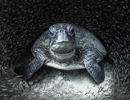 Galeria de Fotografia de Cristina Goettsch Mittermeier - México